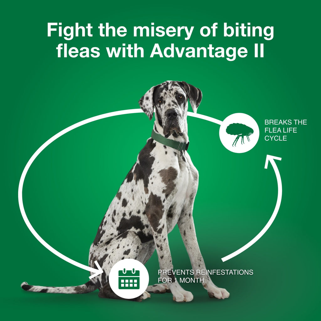 Flea Prevention for XL Dogs 55 Lbs+, 4-Monthly Treatments
