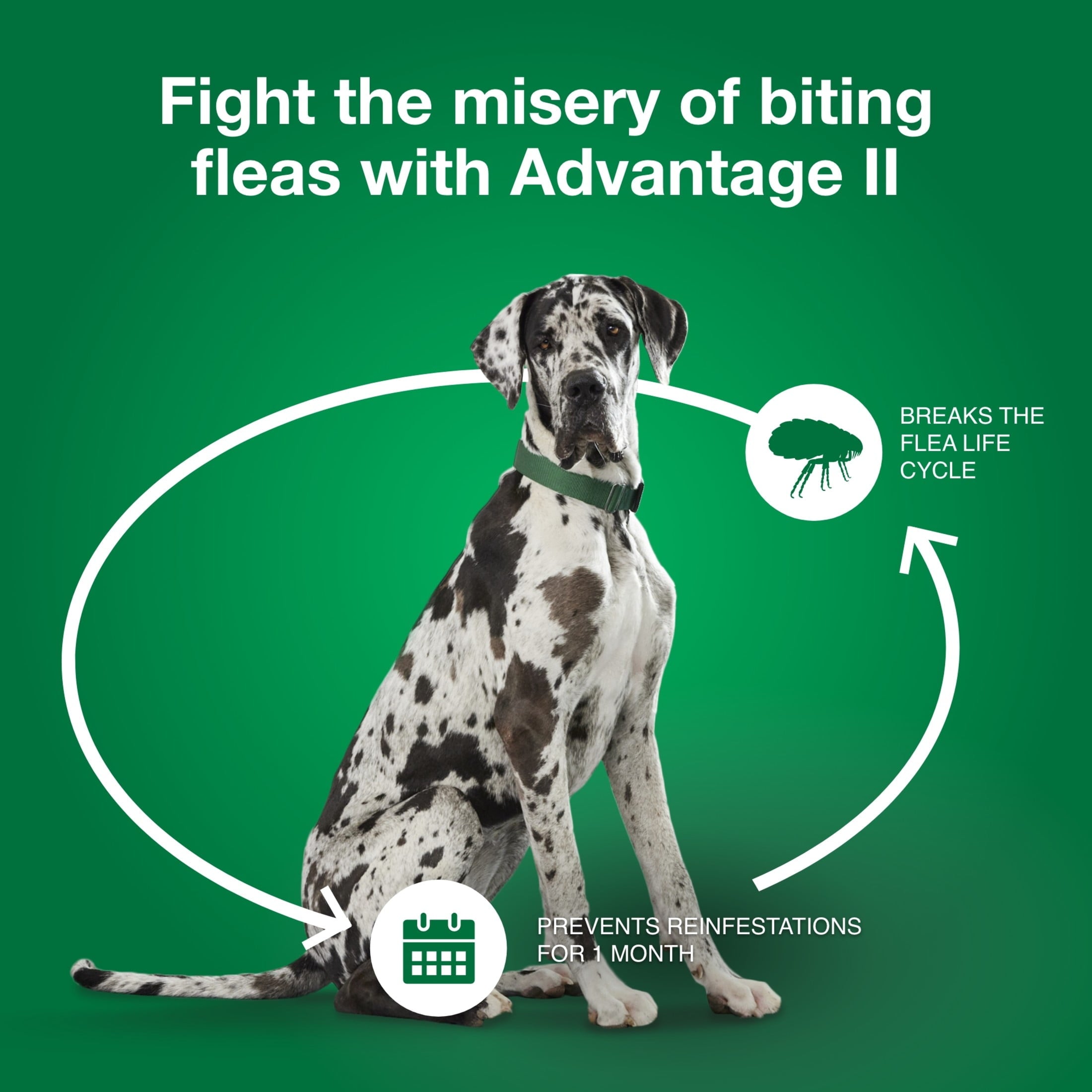 Flea Prevention for XL Dogs 55 Lbs+, 4-Monthly Treatments