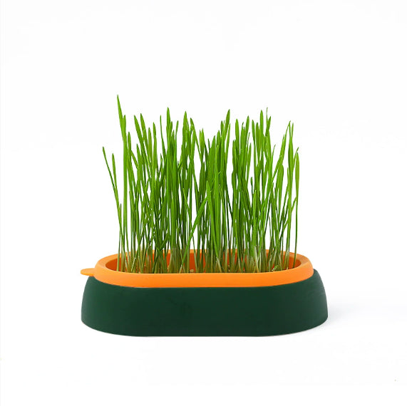Lazy Soil-free Hydroponic Planting Wheat Seed Cultivation Cat Grass Basin
