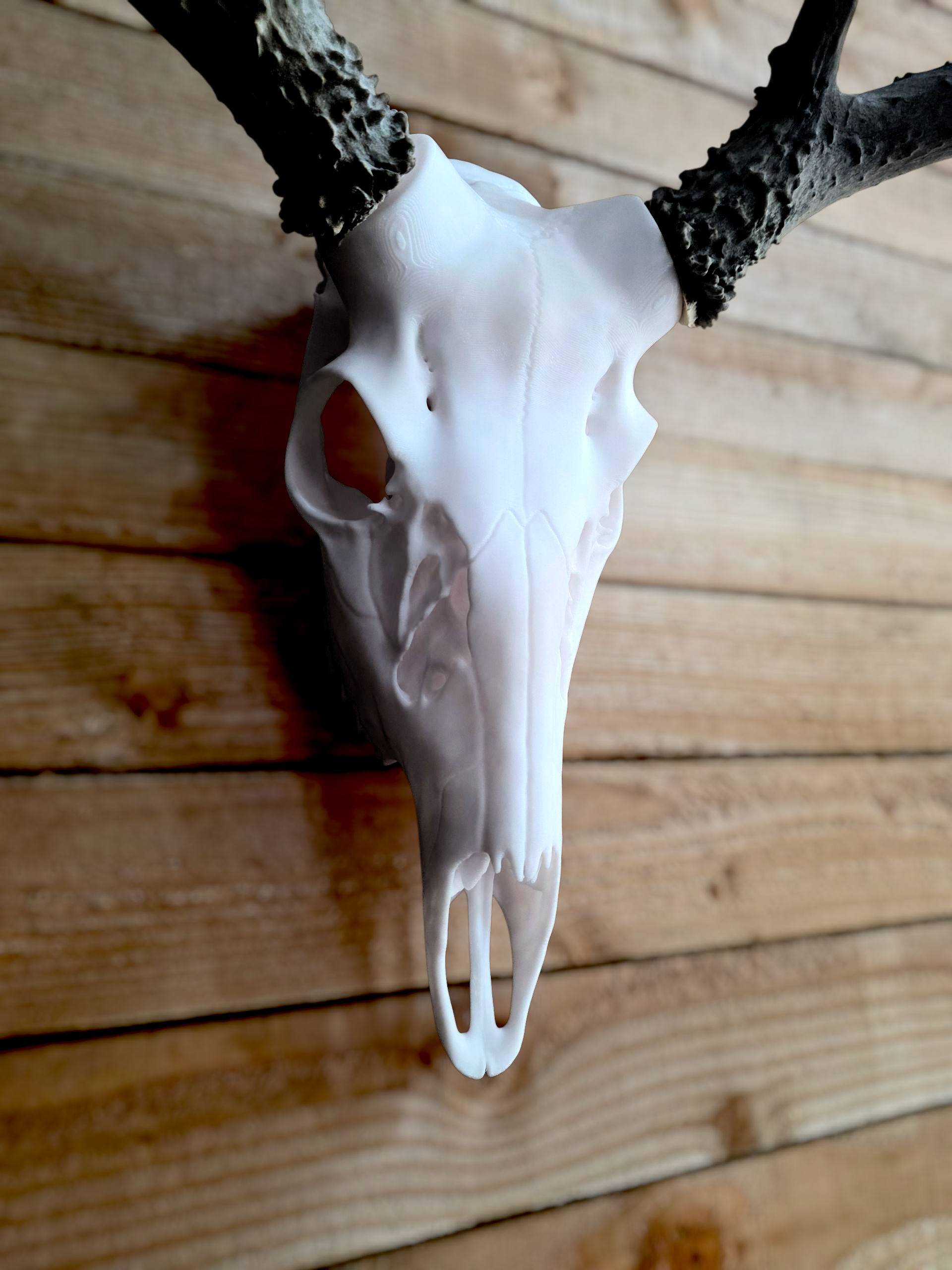 Classic European Whitetail Mount System