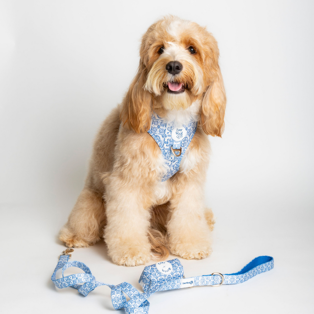 Santorini Leash