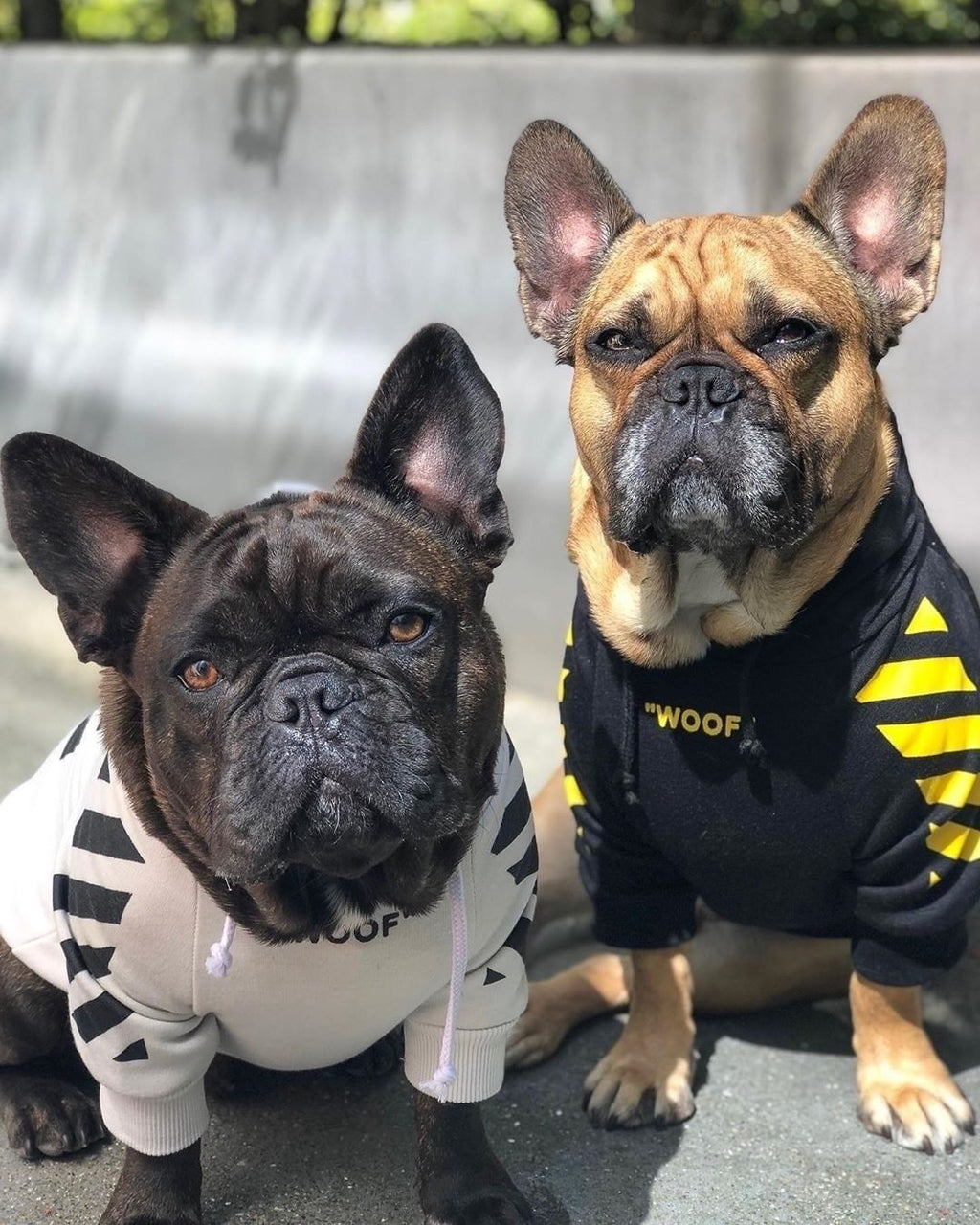 Fresh Pawz Woof Dog Hoodie
