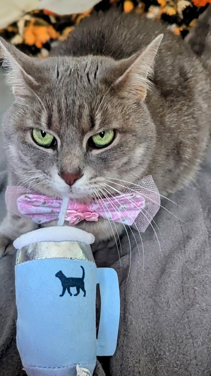 Kitty Cup Cat Tumbler Toy with Catnip & Crinkle Paper- Ideal Cat Birthday Gift