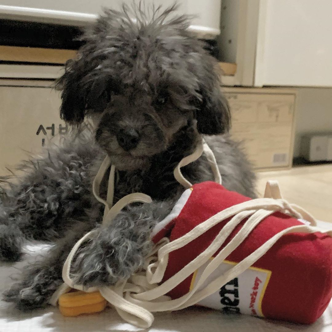 Korea Ramen Sniffing Interactive Foreign Trade Factory Single Cute Pet Leaking Food Toy Dog Pet Sniffing Toy