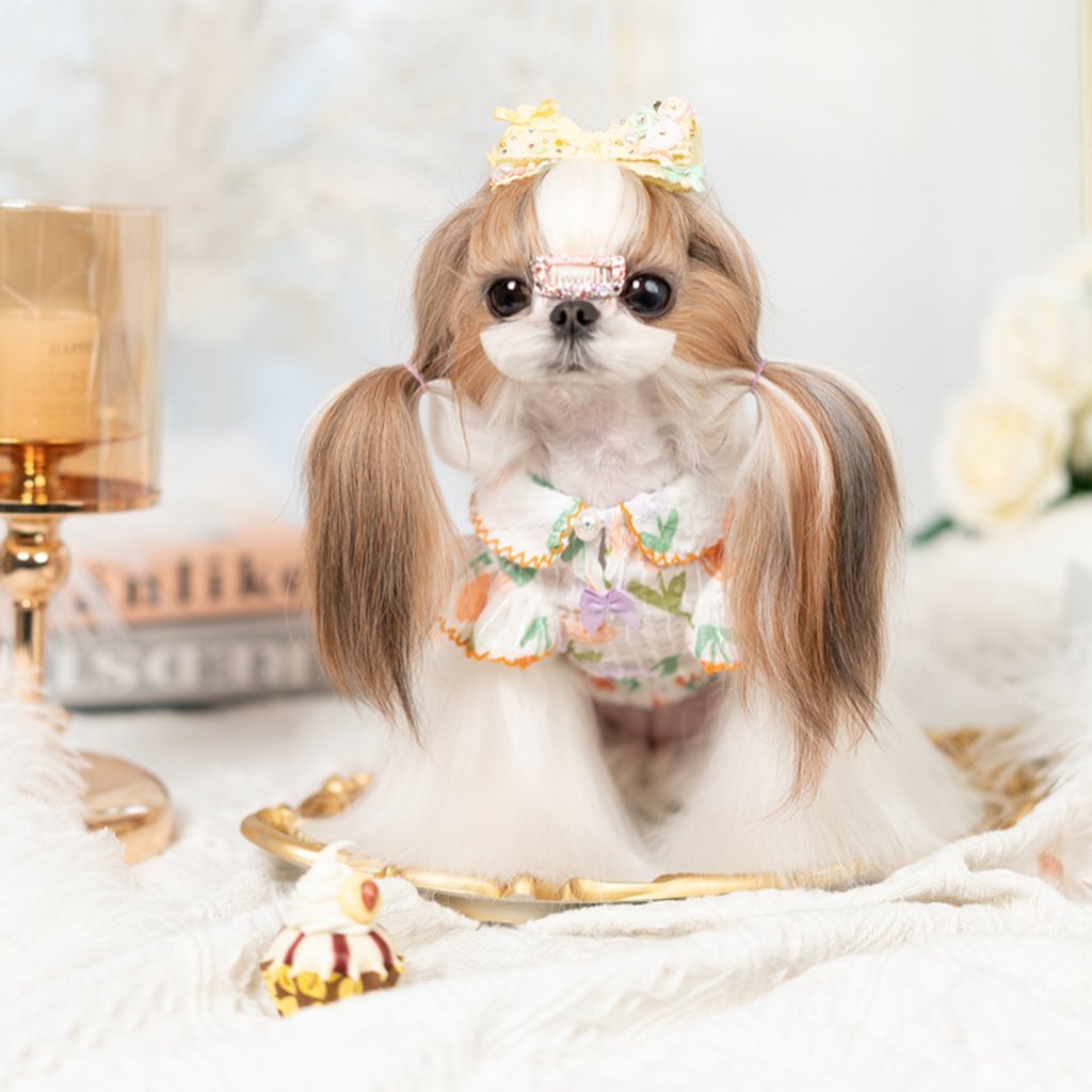 Luxury design dog dress tulip chiffon 2 colors