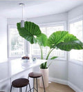 Premium Elephant Ear Plant Potting Mix - Expertly Crafted Blend for Optimal Alokasia Growth and Striking Foliage - 1 Quart