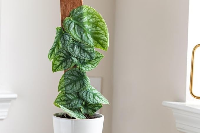 Monstera Dubia Potting Mix - Perfectly Formulated for Unique Plant Needs - 4 Quart