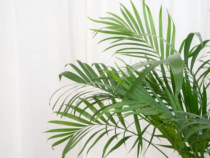 Palm Tree Potting Mix - The Ultimate Soil for Strong and Healthy Palms - Top Choice for Palm Tree Growers [4 Quart Bag]