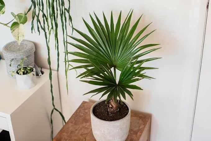 Palm Tree Potting Mix - The Ultimate Soil for Strong and Healthy Palms - Top Choice for Palm Tree Growers [5 Quart Bag]