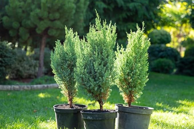 Premium Juniper Potting Soil Mix - Perfect Balance of Nutrients, Drainage, and Aeration for Healthy Juniper Trees - 10 Quart