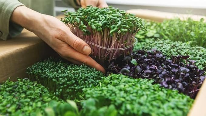 Organic Microgreens Premium Potting Mix: Superior Nutrient Retention and Plant Vitality - 5 Quart