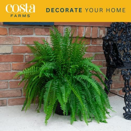 Costa Farms Kimberly Queen Fern, Live Indoor Plant, Houseplant in Grower Pot, 2-3 Feet Tall