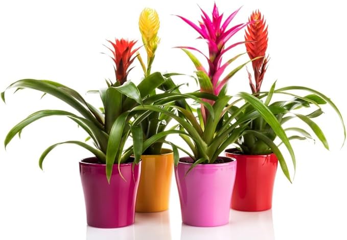 Bromeliad Potting Mix - Crafted for Superior Performance and Exquisite Blooms - 10 QUARTS
