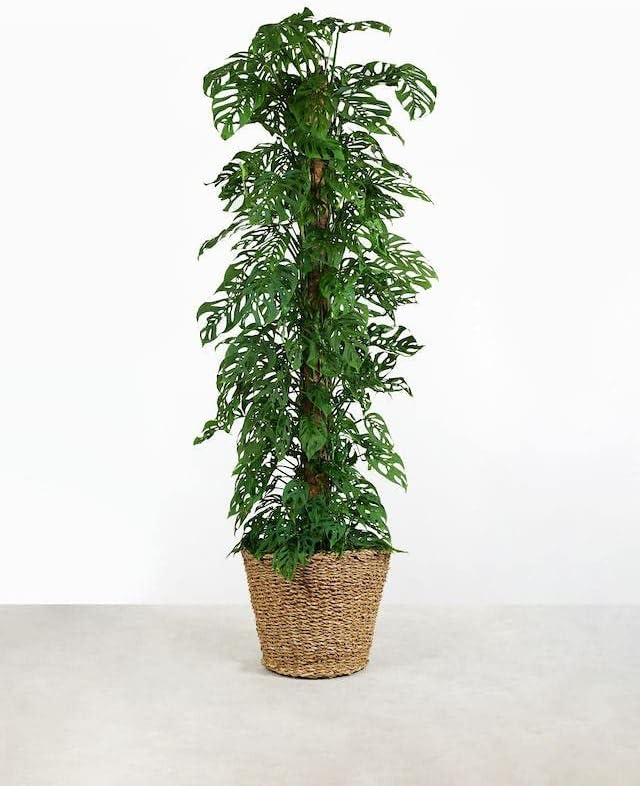 Olive Tree Premium Potting Mix - 10 Quart - Enhanced Growth and Nutrient Retention for Thriving Trees - (2 Bags of 5QT)