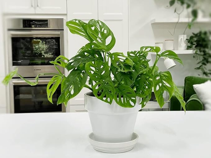 Premium Swiss Cheese Plant Potting Mix - 10 QT - Monstera Deliciosa Blend for Optimal Nutrients and Drainage for Healthy Growth - (2 Bags of 5 Quart)