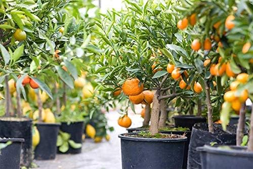 Citrus Tree Potting Soil Mix, Special Blend for Indoor Oranges, Lemons, Limes and More - (5 Quart Bag)