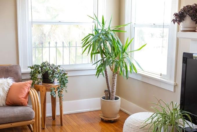 Palm Tree Potting Mix - The Ultimate Soil for Strong and Healthy Palms - Top Choice for Palm Tree Growers ? [20 Quart Bag]
