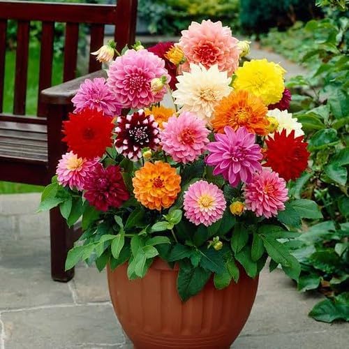 Premium Dahlia Potting Soil Mix - Ideal for Growing Vibrant and Healthy Dahlias - 5 Quart