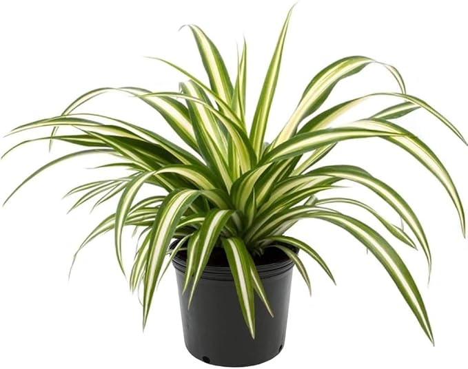 Premium Spider Plant Potting Soil Mix (4 Bags of 5 Quart)