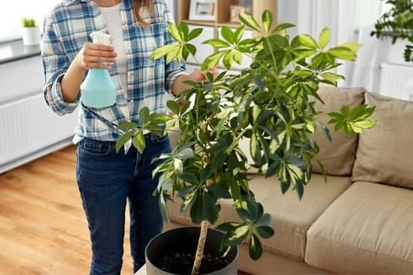 Umbrella Plant Premium Potting Mix - Trusted by Plant Enthusiasts for Exceptional Results and Happy Plants - 5 Quart