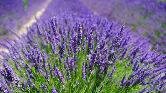 Lavender Potting Mix - Crafted for Superior Performance and Fragrance - 10 QUARTS