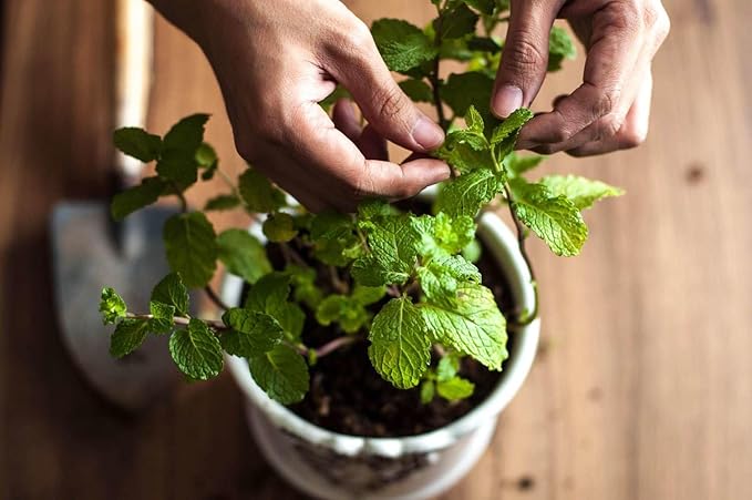 Spearmint Plant Potting Soil - All-Natural Blend for Thriving Spearmint Plants - Boosts Root Health and Aroma - 10 Quart