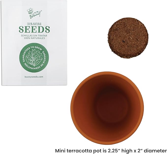 BUZZY Seeds Spruce Terracotta Mini Grow Pots | Tree Starter Kit for Kids & Adults | Bulk 20-Pack | Guaranteed to Grow | Best Indoor Grow Your Own Gardening Gift | Craft & Classroom Projects
