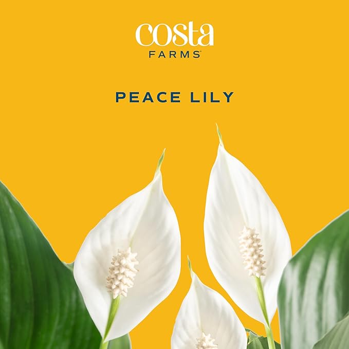 Costa Farms Premium Live Indoor Peace Lily Spathiphyllum, Marble Ceramic Decorator Pot 15-Inches Tall, Shipped Fresh from Our Farm