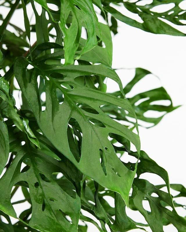 Monstera Adansonii Specialized Soil Mix - Improve Aeration, Drainage & Nutrient Retention - 1 Quart