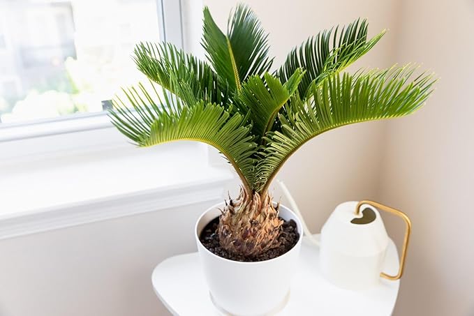 SOGO Palm Potting Mix - Unlock Robust Growth and Striking Form with Our High-Performance Formula - 20 Quart