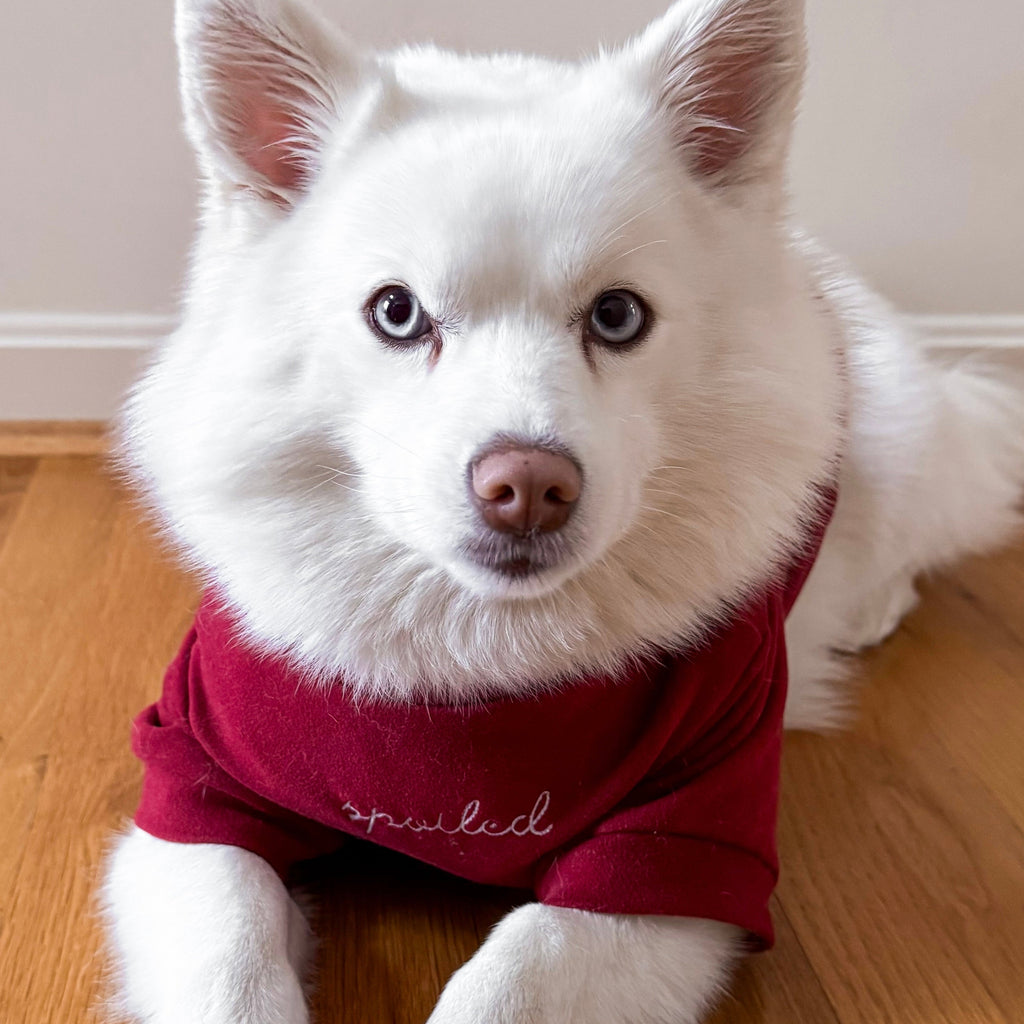 Spoiled Mock Neck Shirt - Lucky