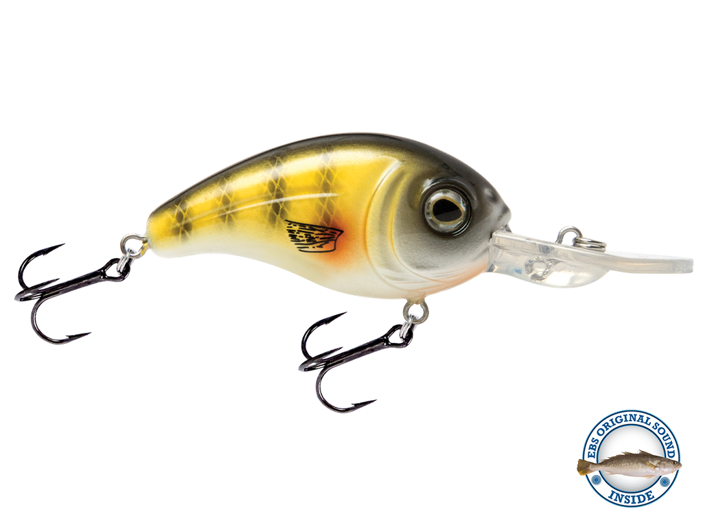 Dive Master Jr 8