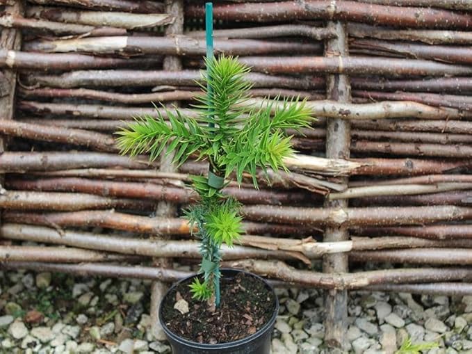 Premium Araucaria Potting Soil Mix - Perfect Balance of Nutrients, Drainage, and Aeration for Healthy Araucaria Trees - 10 Quart