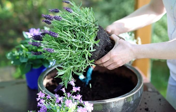 Organic Moisture Control Potting Mix - Absorbs 33% More Water Than Basic Potting Soil - 3 Quart