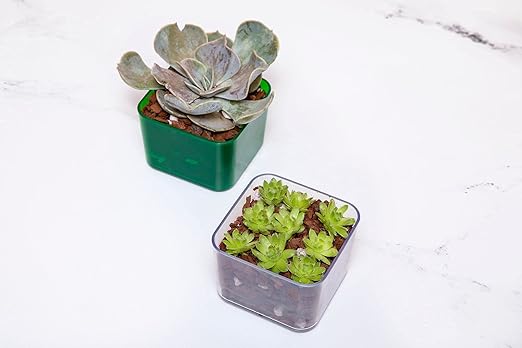rePotme Cactus & Succulent Food - Feed ME! Fertilizer (8 Oz), Makes 96 Gallons of Fertilizer