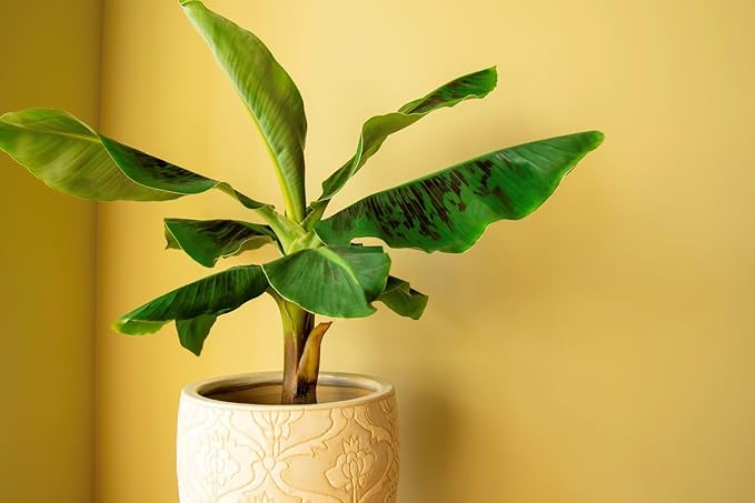 Banana Tree Potting Mix - High-Performance Formula for Vibrant Growth and Abundant Fruit Production - Unlock The True Potential of Your Banana Trees (20 Quart)
