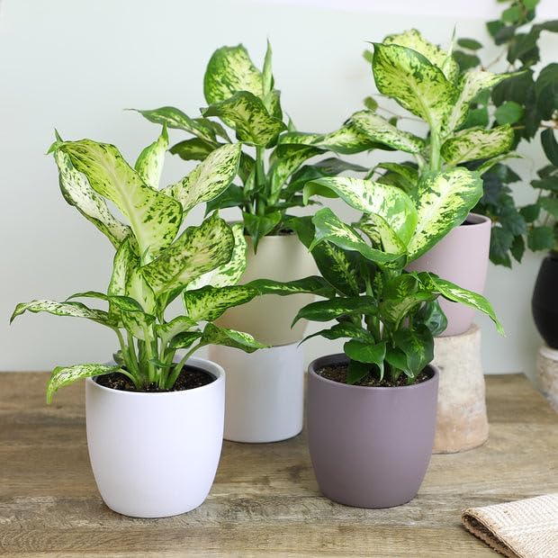Premium Dumb Cane Potting Soil Mix - Ideal Blend for Growing Robust and Healthy Dumb Cane Plants - 4 Quart