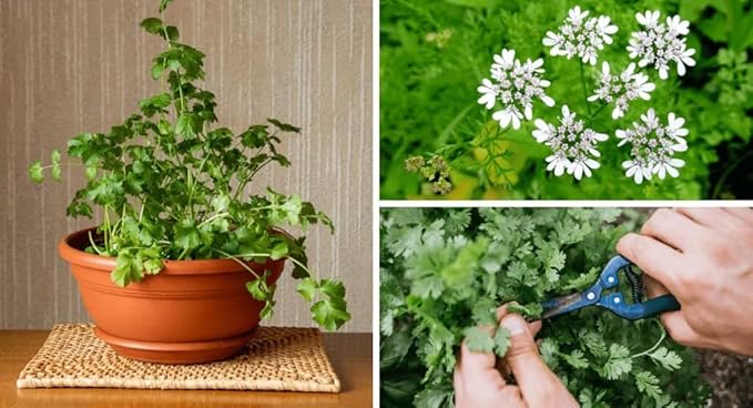 Cilantro Plant Potting Soil - Enhance Flavor and Health with Professional Grade Nutrient-Rich Mix - 3 Quart