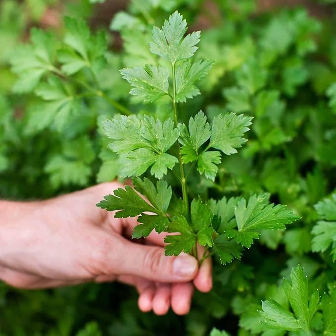 Parsley Plant Potting Mix - Unlock Fresh Growth and Robust Culinary Flavors with Our High-Performance Formula - 20 Quart