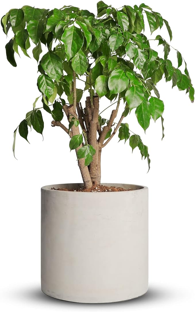 Mozing Cement Plant Pots Indoor - 14 inch Concrete Planter Pot for Planting - Modern Stone Clay Flower Pot with Drainage Hole for Garden, Home, Office Decor, Grey
