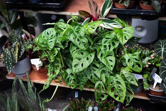 Premium Swiss Cheese Plant Potting Mix - 10 QT - Monstera Deliciosa Blend for Optimal Nutrients and Drainage for Healthy Growth - (2 Bags of 5 Quart)