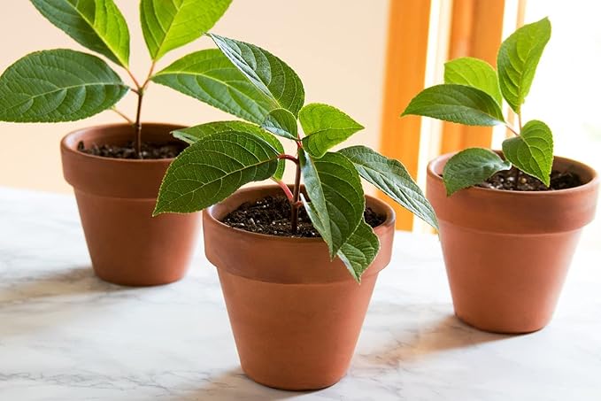 Plant Propagation Premium Potting Mix: 100% Natural Ingredients for Optimal Growth - 1 Quart