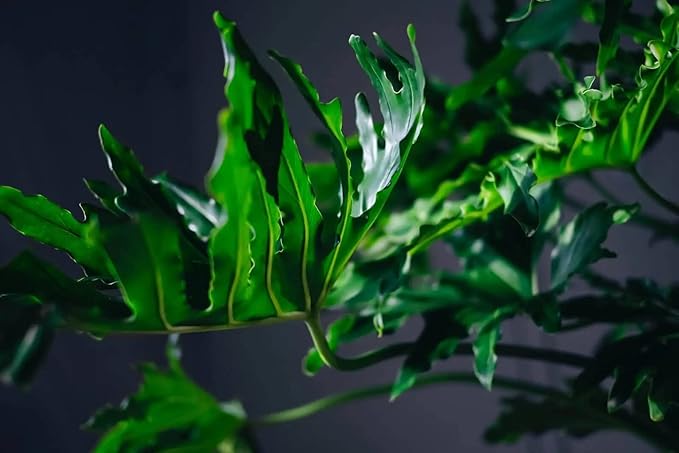 Premium Split Leaf Philodendron Potting Mix - Hand-Crafted with Optimal Nutrients for Healthy Growth - 1 Quart