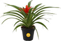 Costa Farms Bromeliad Live Plant, Live Indoor Flowering Plant, Houseplant Potted in Eco-Friendly Washable Paper Planter with Potting Soil Mix, Tabletop Room Decor, Grower's Choice, 12-Inches Tall
