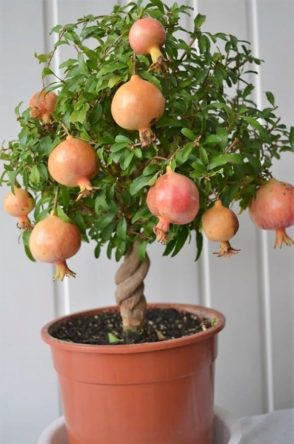 Premium Pomegranate Potting Soil Mix - Ideal Nutrient Blend for Growing Robust, Flavorful, and Bountiful Pomegranate Trees - 1 Quart