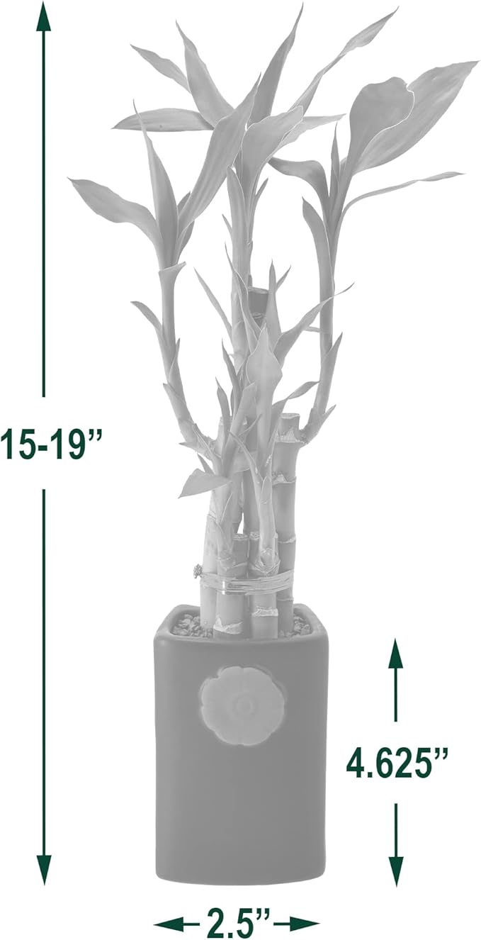 Arcadia Garden Products 5-Stem Lucky Bamboo, Live Indoor Plant in Contour II Ceramic Planter for Home, Work, or Gift, Blue ***Cannot Ship to Hawaii***