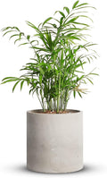 Mozing Cement Plant Pots Indoor - 8.2 inch Concrete Planter Pot for Planting - Modern Stone Clay Flower Pot with Drainage Hole for Garden, Home, Office Decor, Grey