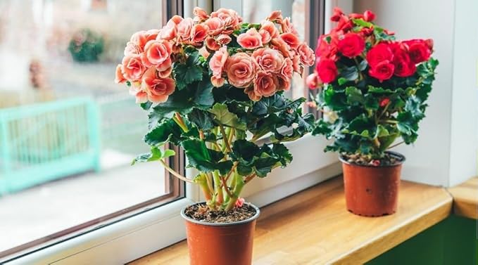 Begonia Potting Mix - Promote Strong Roots and Stunning Blooms with Our Premium Blend - 4 Quart