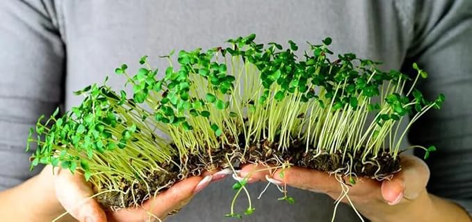 Organic Microgreens Premium Potting Mix: Natural Ingredients for Healthy Growth and Nutrient Retention - 1 Quart