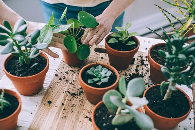 Assorted Foliage Potting Mix - Premium Quality Blend for Healthy Root Development and Striking Greenery - 4 Quart